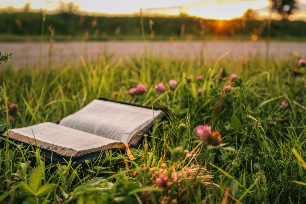 Open Bible resting in green grass with blooming pink clover flowers during golden hour sunset, evoking a peaceful and spiritual atmosphere in nature